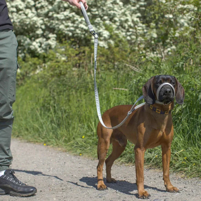CalmLead™ | Hold kontroll på den store hunden din – trygt og enkelt!